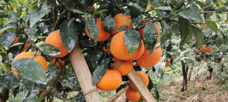 大量上市广西特产沃柑新鲜水果纯甜代办代收