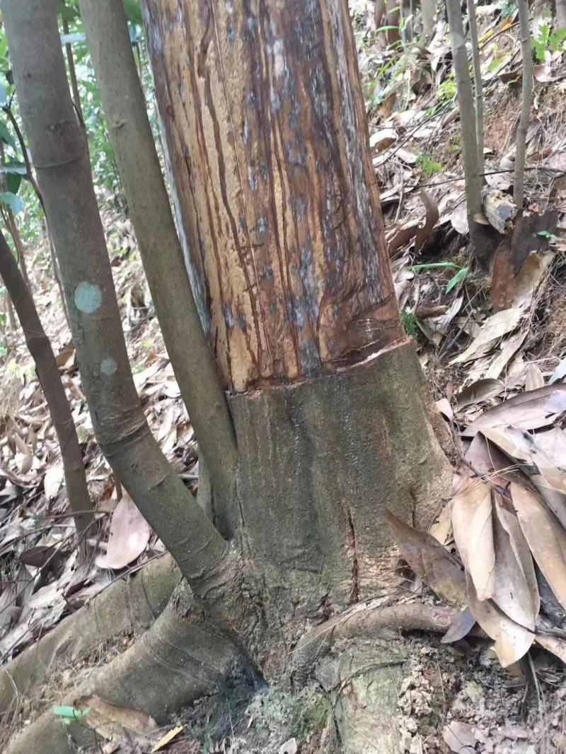 广东德庆肉桂桂皮干货，今年新货批发零售一件代发