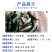 丁桂鱼苗活体丁岁鱼苗须岁鱼苗丁鲑鱼苗丁贵鱼苗医生鱼苗淡水