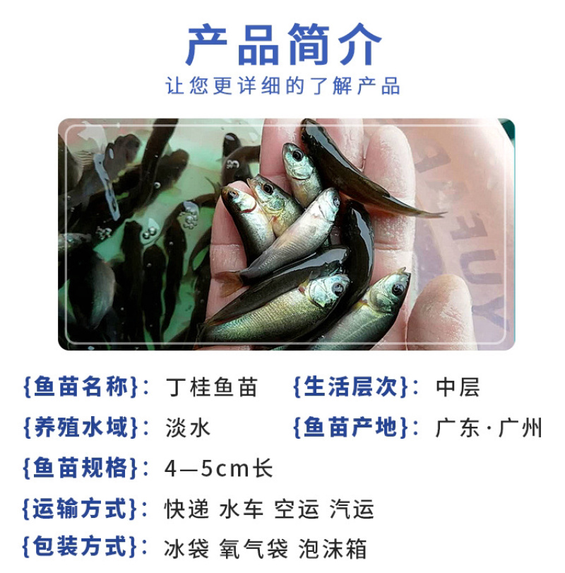 丁桂鱼苗活体丁岁鱼苗须岁鱼苗丁鲑鱼苗丁贵鱼苗医生鱼苗淡水