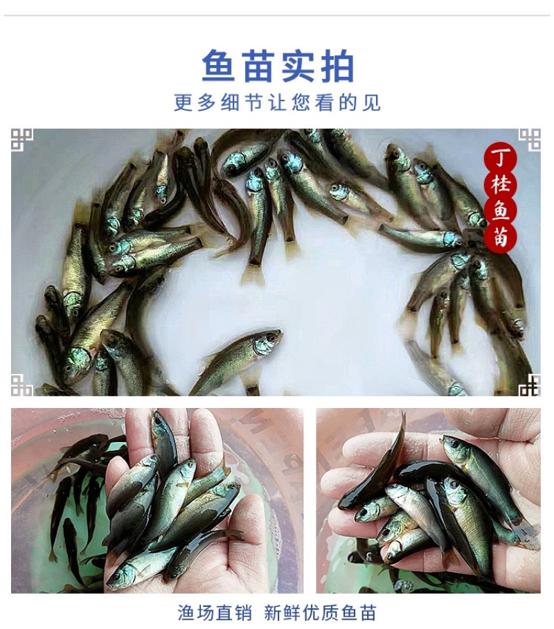 丁桂鱼苗活体丁岁鱼苗须岁鱼苗丁鲑鱼苗丁贵鱼苗医生鱼苗淡水