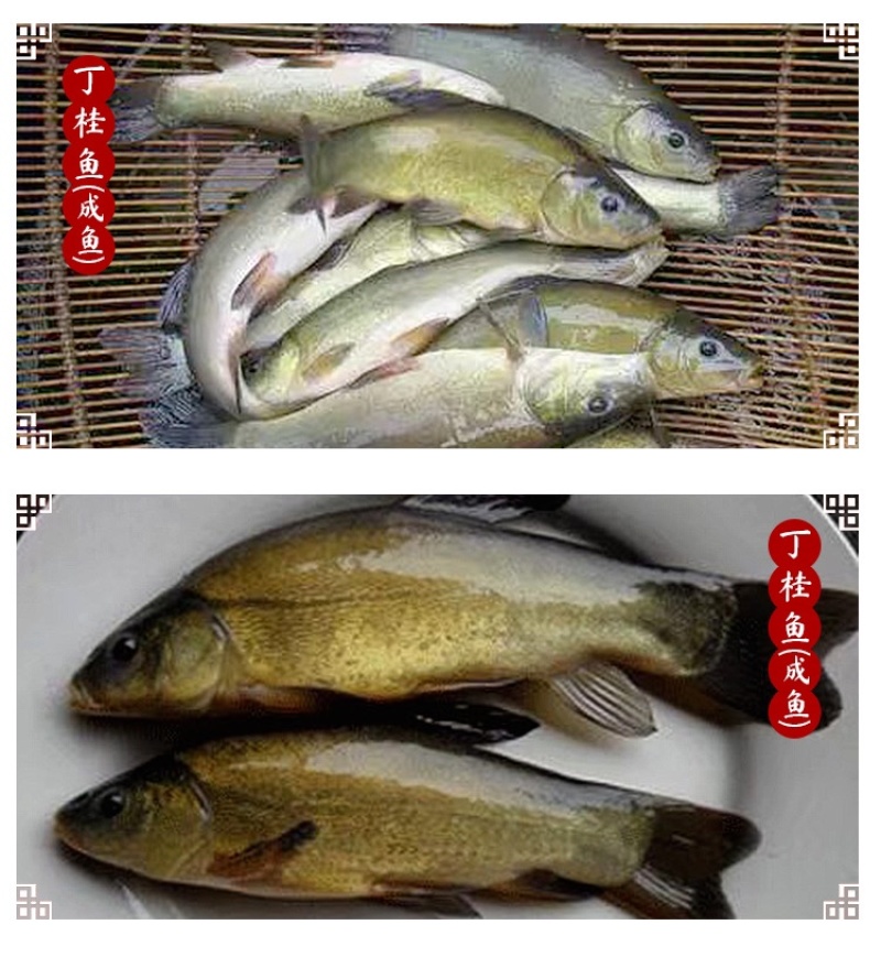 丁桂鱼苗活体丁岁鱼苗须岁鱼苗丁鲑鱼苗丁贵鱼苗医生鱼苗淡水