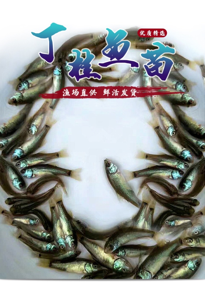 丁桂鱼苗活体丁岁鱼苗须岁鱼苗丁鲑鱼苗丁贵鱼苗医生鱼苗淡水