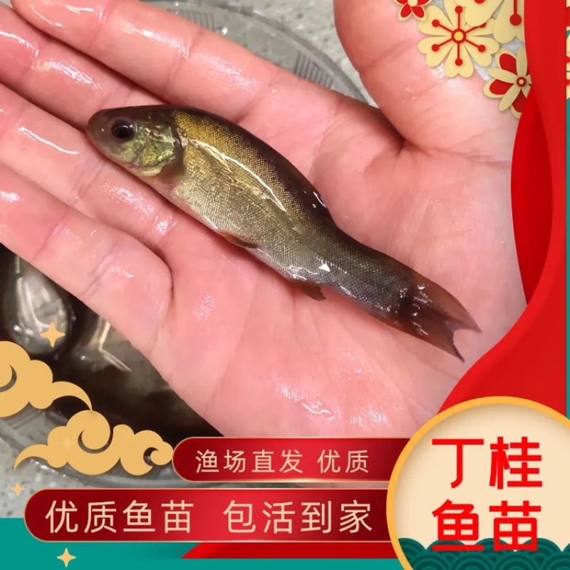 丁桂鱼苗活体丁岁鱼苗须岁鱼苗丁鲑鱼苗丁贵鱼苗医生鱼苗淡水