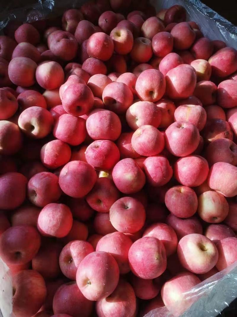 辽南盖州红富士苹果，口感脆甜糖度高