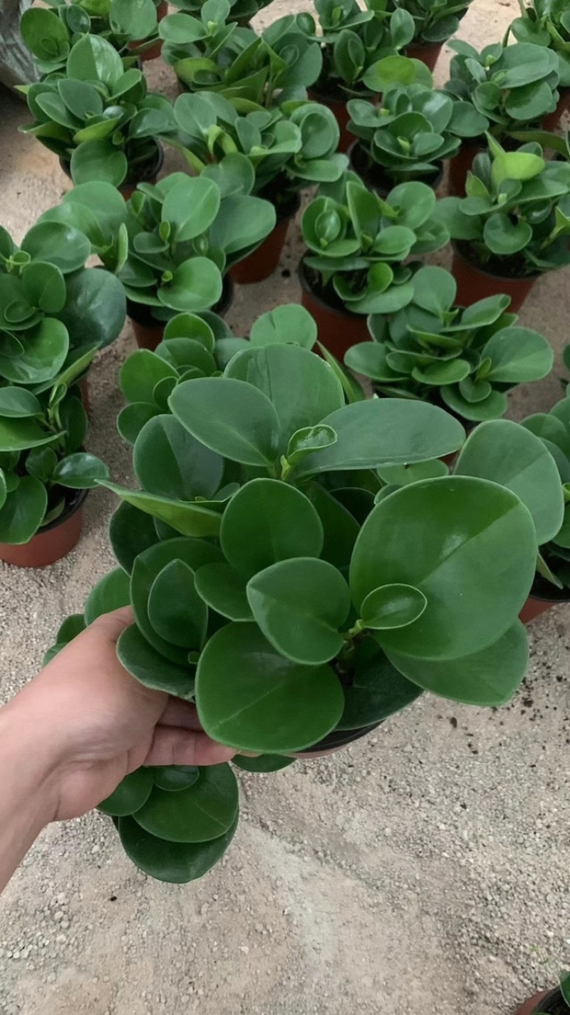 碧玉又名豆瓣绿观叶植物