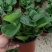碧玉又名豆瓣绿观叶植物