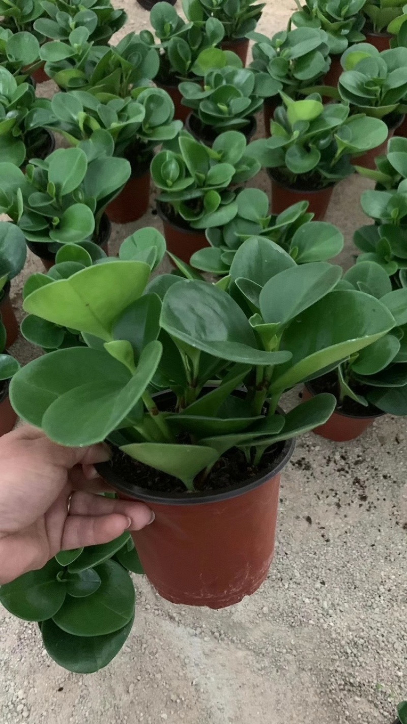 碧玉又名豆瓣绿观叶植物