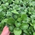 碧玉又名豆瓣绿观叶植物