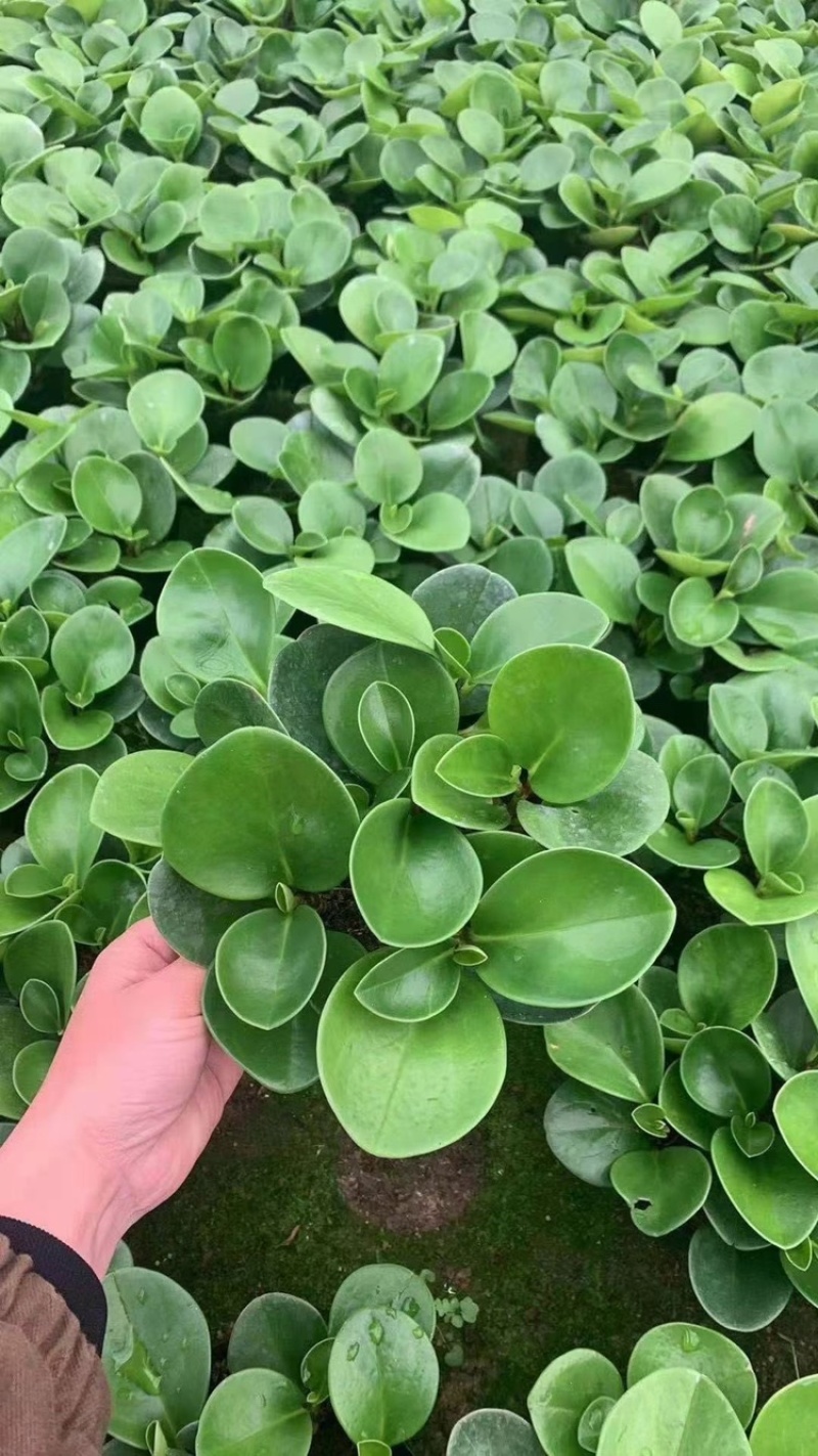 碧玉又名豆瓣绿观叶植物