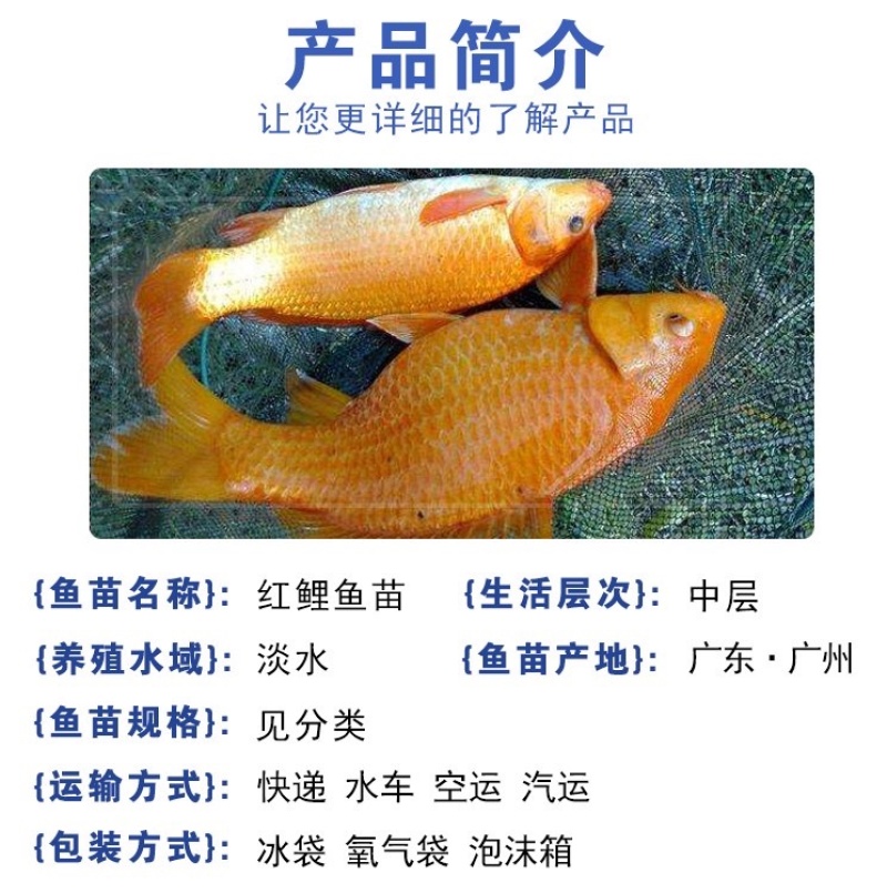 红鲤鱼苗淡水养殖慈善放生鱼苗玻璃兴国鲤鱼苗金丝鲤鱼苗