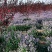 二月兰种子大量供应，春季3-4月观花品种,花海建植，绿