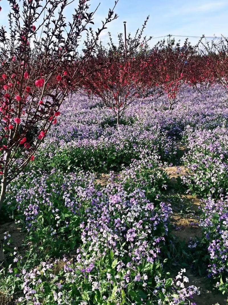 二月兰种子大量供应，春季3-4月观花品种,花海建植，绿