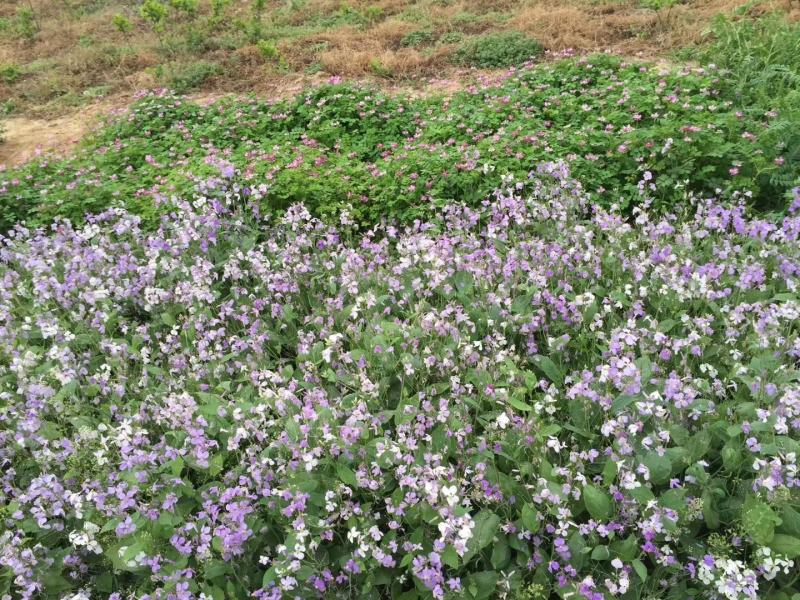 二月兰种子大量供应，春季3-4月观花品种,花海建植，绿
