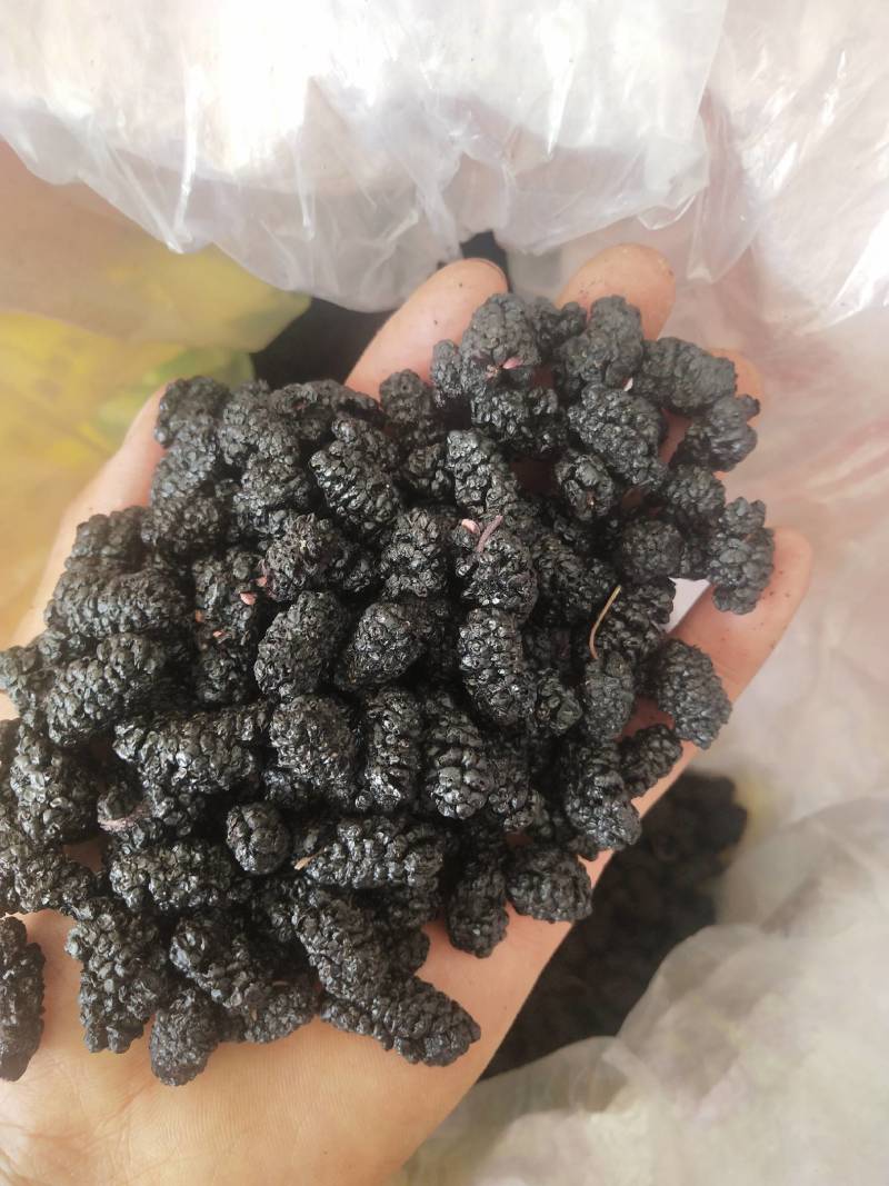 干桑葚批发零售代理，，新鲜果。出售