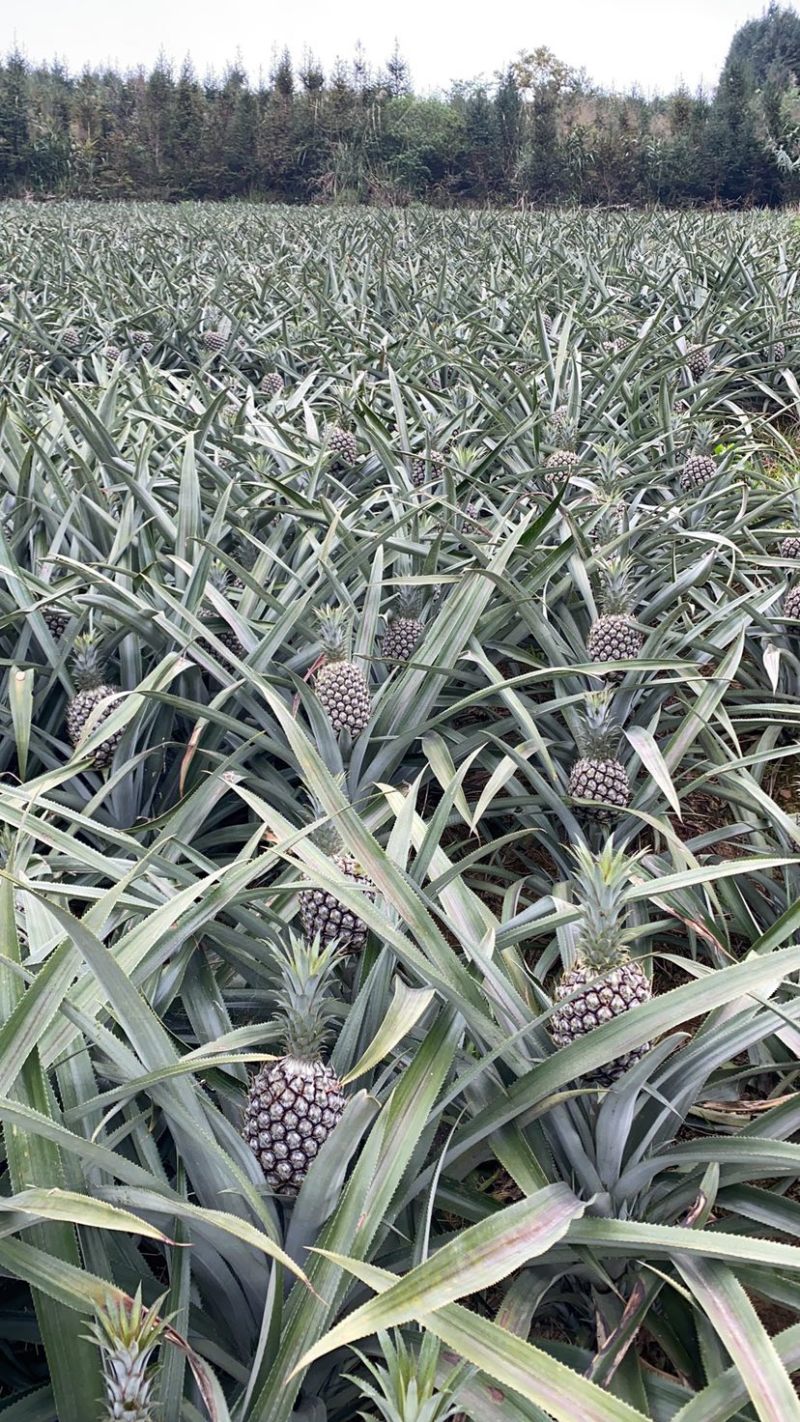 《电商专用》香水菠萝电商大量有货一手货源没有差价