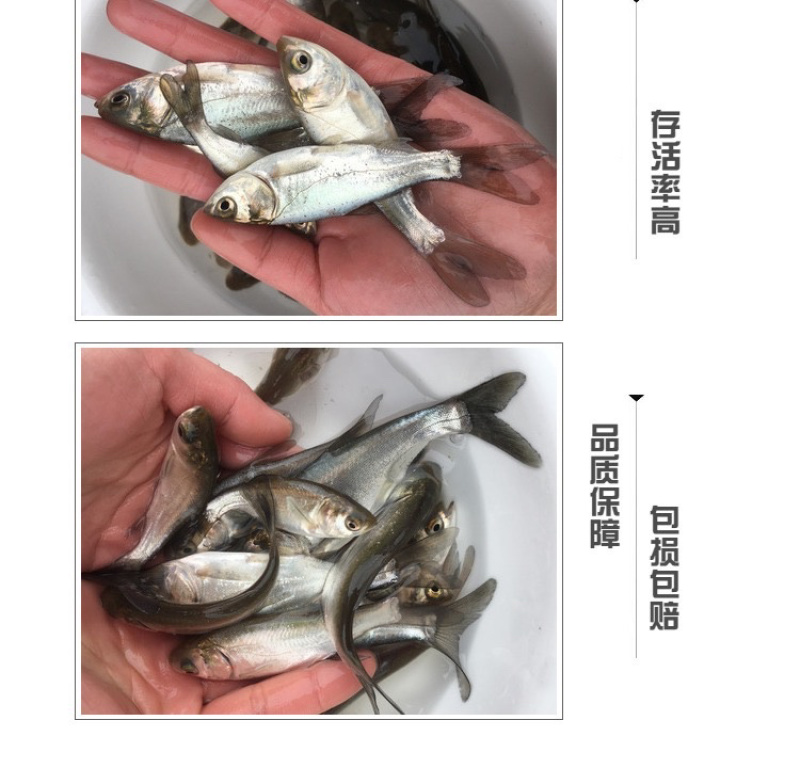 白鲢鱼苗鲢鱼苗鲢子鱼水鲢跳鲢淡水养殖活体