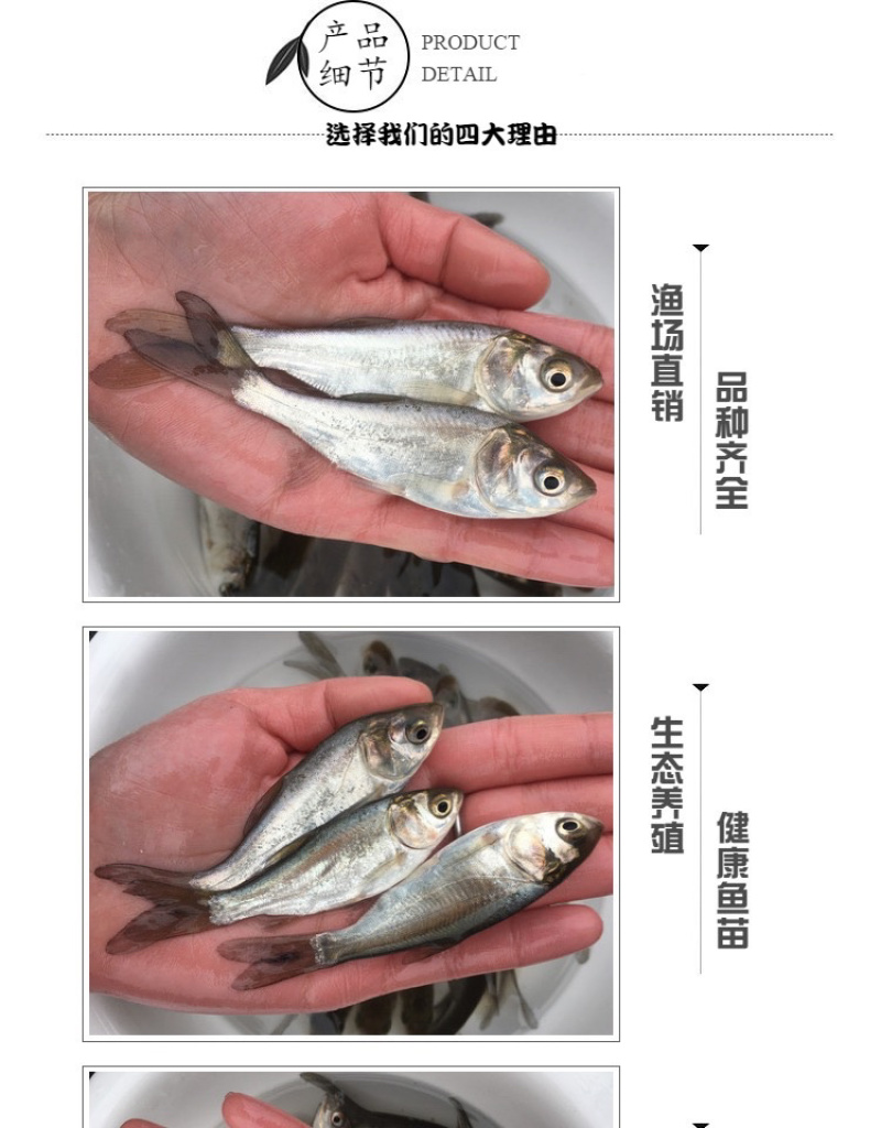 白鲢鱼苗鲢鱼苗鲢子鱼水鲢跳鲢淡水养殖活体