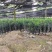 陕西省宝鸡市曼地亚红豆杉