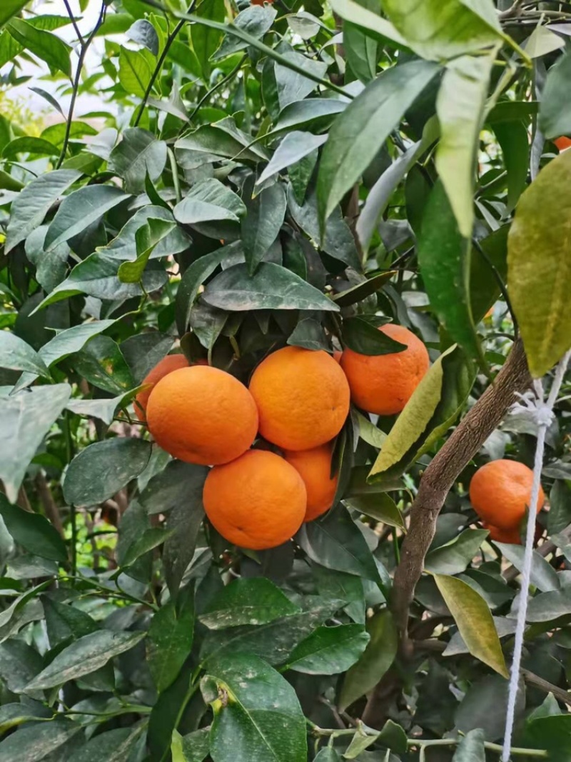 云南高原沃柑大量现货供应，电商，国内，出口