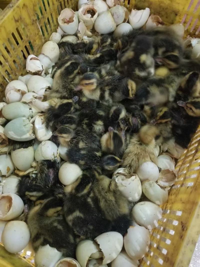大种麻鸭苗，成长周期快，质量保证打疫苗发货，包邮，