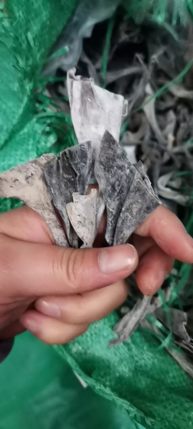 海带丝盐渍海带头干海带头干海带皮地摊批发