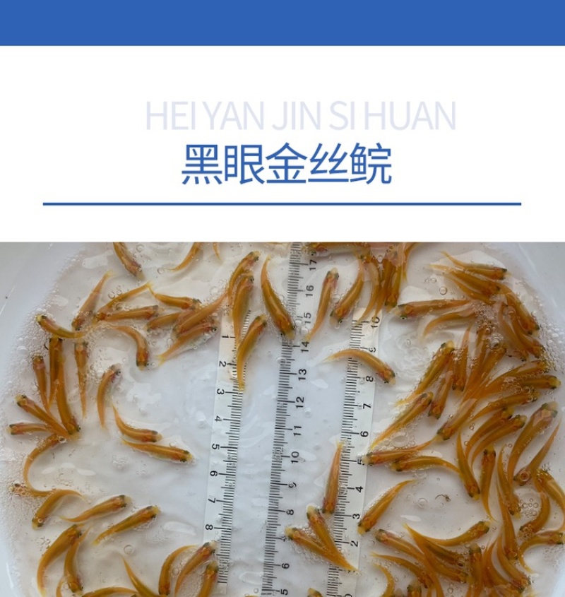 俄罗斯金草鱼苗活体红草鱼黑眼金丝皖鱼苗金色草鱼淡水