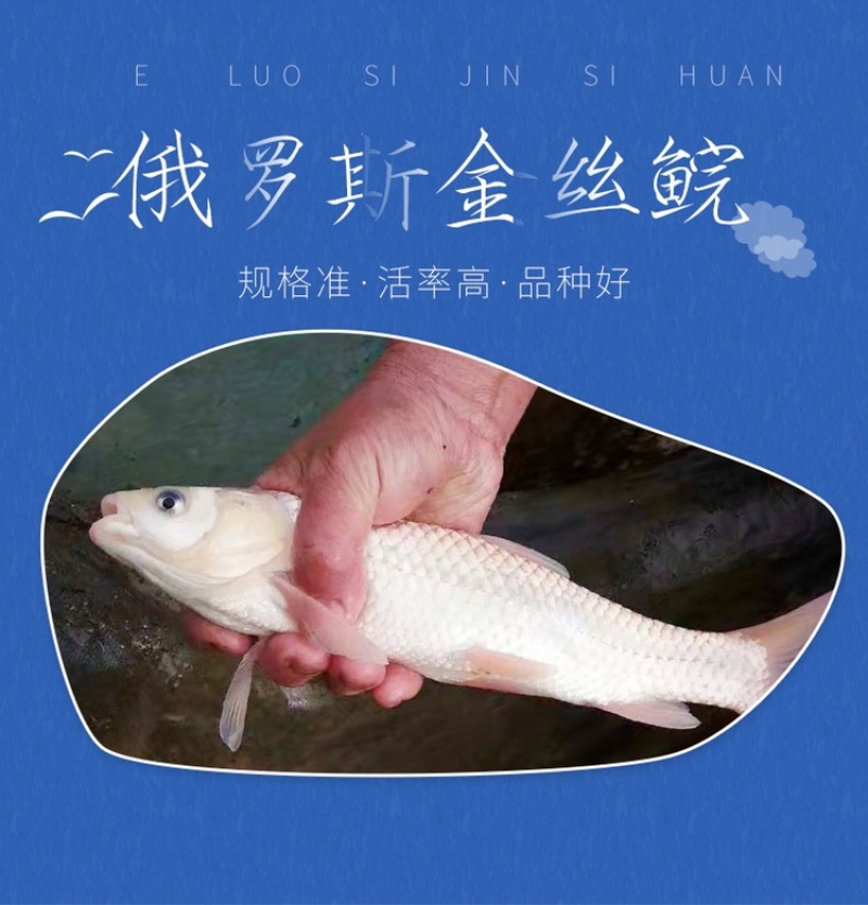 俄罗斯金草鱼苗活体红草鱼黑眼金丝皖鱼苗金色草鱼淡水