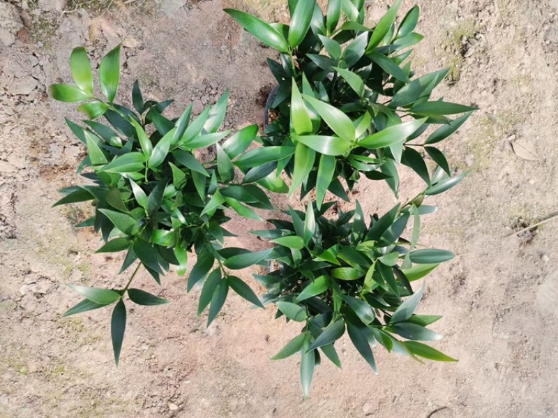 竹柏。又名。长寿竹大小规格都有观叶植物适合组盆景