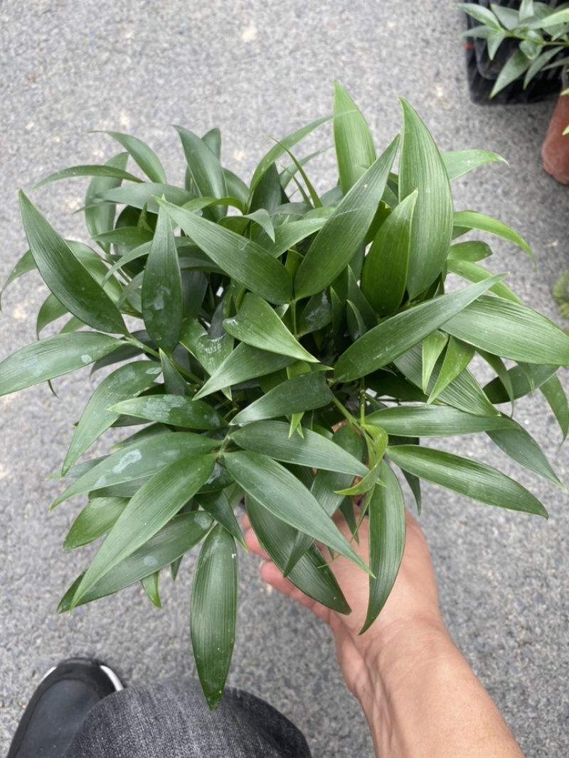竹柏。又名。长寿竹大小规格都有观叶植物适合组盆景