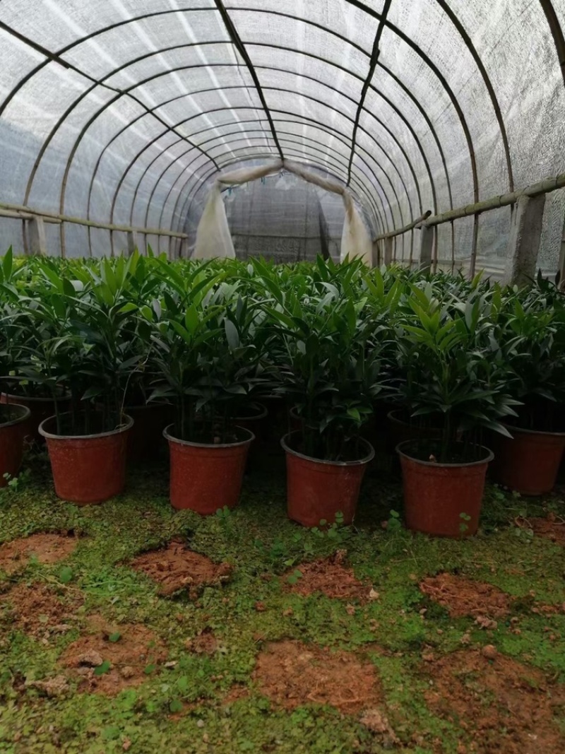 竹柏。又名。长寿竹大小规格都有观叶植物适合组盆景