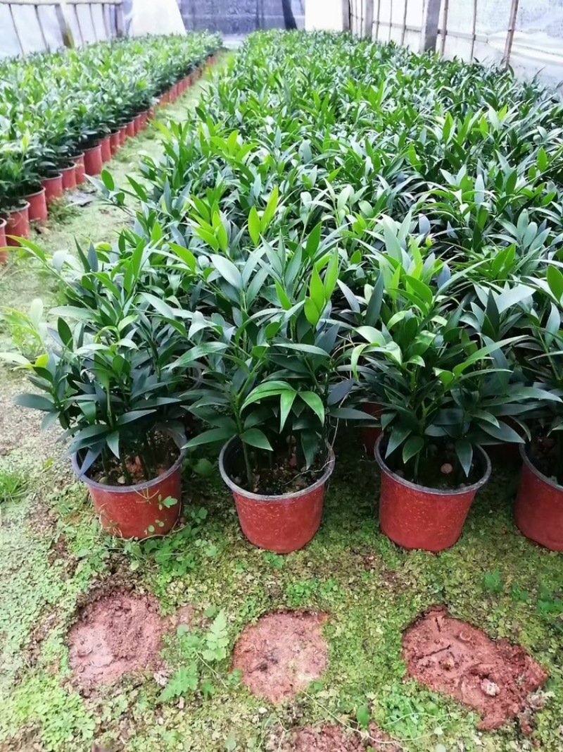 竹柏。又名。长寿竹大小规格都有观叶植物适合组盆景