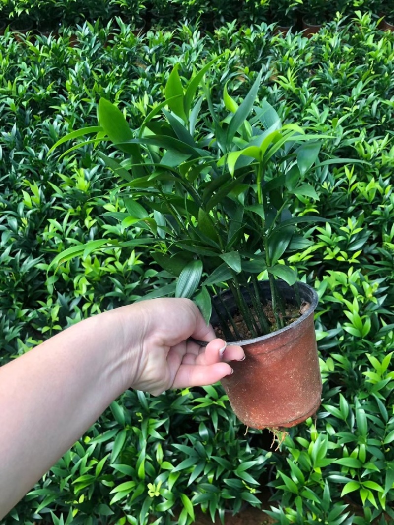竹柏。又名。长寿竹大小规格都有观叶植物适合组盆景