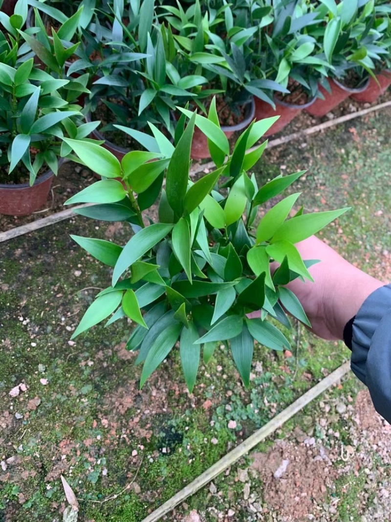 竹柏。又名。长寿竹大小规格都有观叶植物适合组盆景