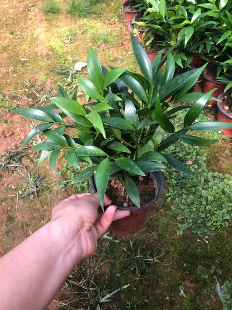 竹柏。又名。长寿竹大小规格都有观叶植物适合组盆景