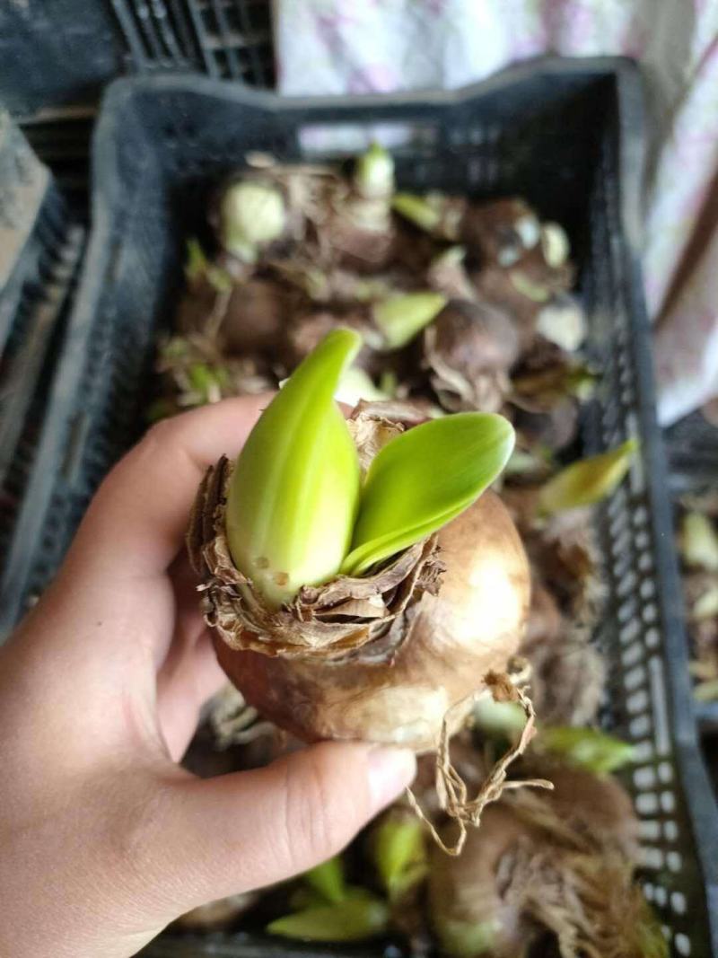 朱顶红种球进口朱顶红种球混色荷兰球根花卉南美朱顶红