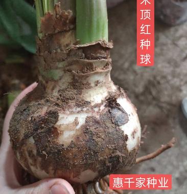 朱顶红种球 进口朱顶红种球混色荷兰球根花卉南美朱顶红