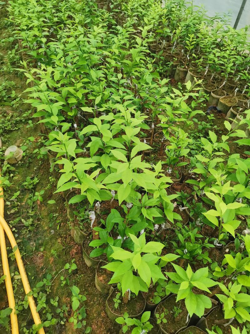 新会柑苗陈皮柑苗营养杯红柠檬头砧木