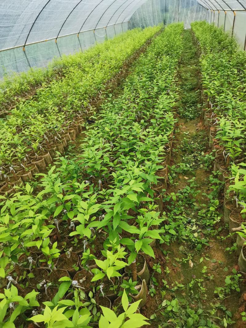 新会柑苗陈皮柑苗营养杯红柠檬头砧木