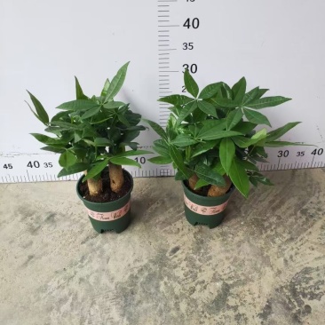 加仑140规格三杆发财树，