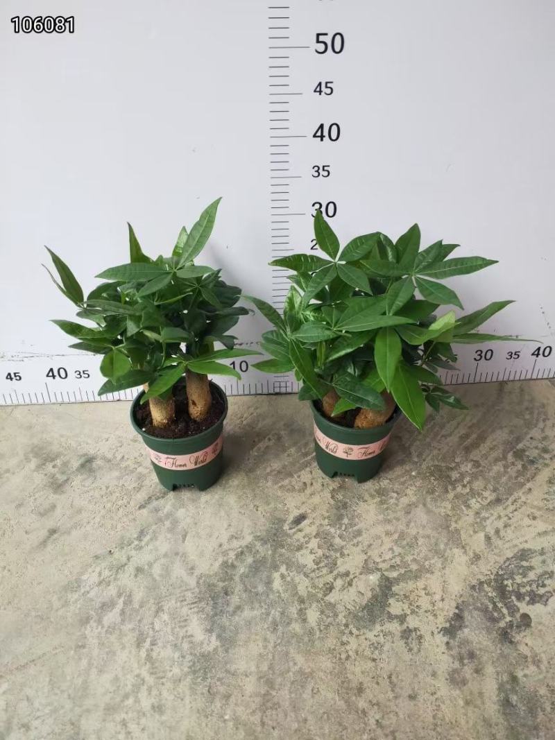 加仑140规格三杆发财树，
