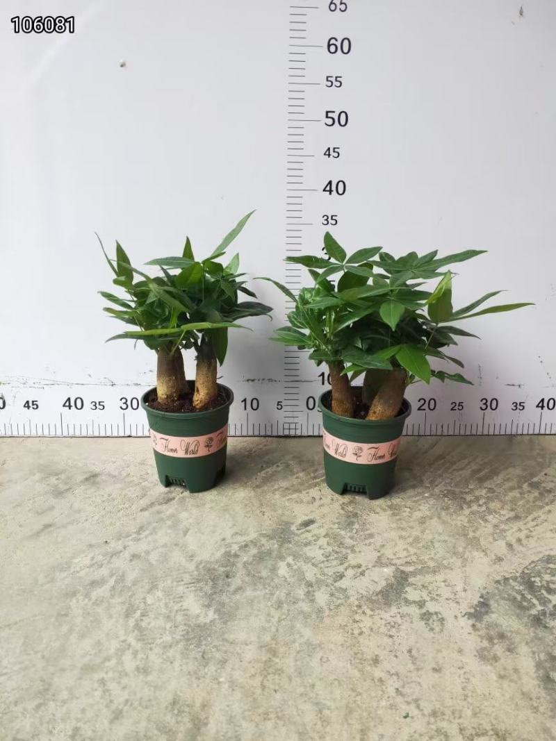 加仑140规格三杆发财树，