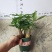 加仑140规格三杆发财树，