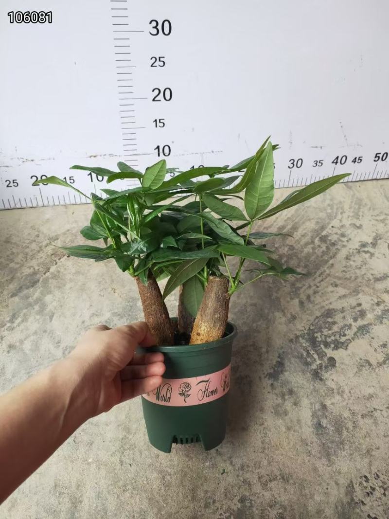加仑140规格三杆发财树，