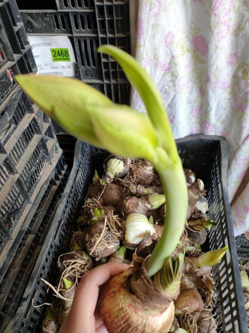朱顶红种球进口朱顶红种球混色荷兰球根花卉南美朱顶红