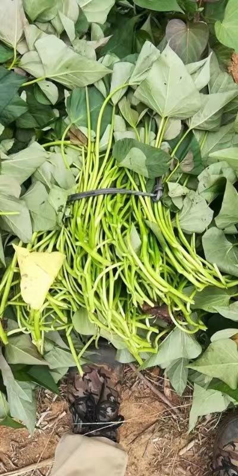 红薯脱毒扩繁苗，品种多，每天可供50万棵成活率高