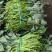 红薯脱毒扩繁苗，品种多，每天可供50万棵成活率高