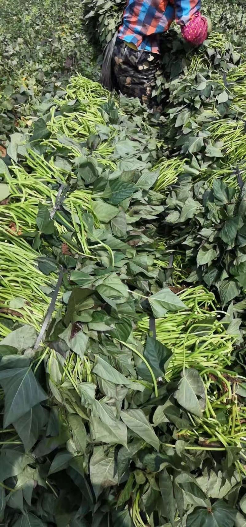 红薯脱毒扩繁苗，品种多，每天可供50万棵成活率高