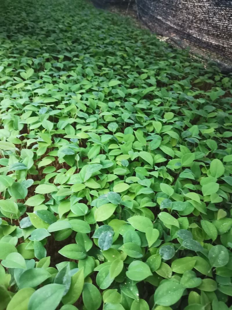 糥白肉土茯苓小苗裸根苗快递发货