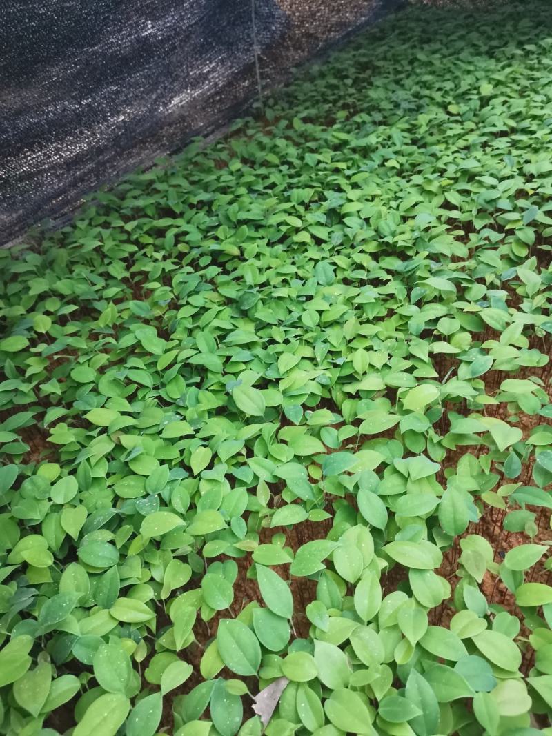 糥白肉土茯苓小苗裸根苗快递发货